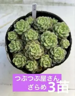 2026年最新】つぶつぶ ざらめの人気アイテム - メルカリ