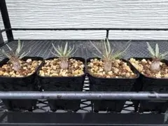 パキポディウム　グラキリス　4株セット　A 塊根植物のサムネイル