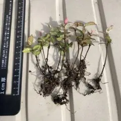 みゃ☆様 リクエスト 3点 まとめ商品