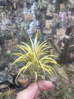 久々出品T. ionantha ‘Nizanda' T'S TROPICALS 久々出品T. ionantha 'Nizanda' T'S TROPICALS - メルカリ