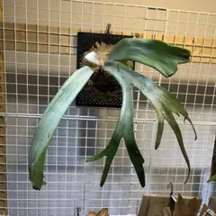 2026年最新】カッパーウィルの人気アイテム - メルカリ