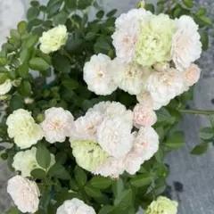 ミニバラ花苗。バラ挿し木苗。 グリーンアイス