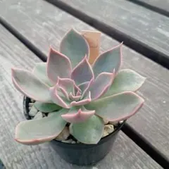 多肉植物】シャビアナペレグリナ 抜き苗 - メルカリ