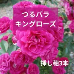 つるバラ キングローズ 挿し木苗 - メルカリ