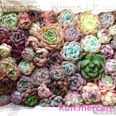 53多肉植物エケベリアMIX✦寄植えパック♪✦ - メルカリ