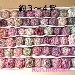 m多肉植物カット苗☆寄植えセット☆限定