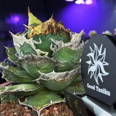 【goodtaniku】ハイブリッド　ドラゴントゥース×妖炎　実生個体 goodtaniku】ハイブリッド ドラゴントゥース×妖炎 実生個体