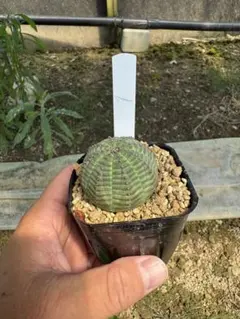 ユーフォルビア オベサ 塊根植物 コーデックス - メルカリ