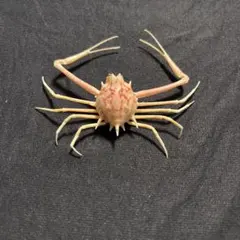 希少生物！？　蟹　カニ　剥製　標本　カワリヒシガニ　ヒシガニ系　甲殻類　自然 希少生物！？ 蟹 カニ 剥製 標本 カワリヒシガニ ヒシガニ系 甲殻類