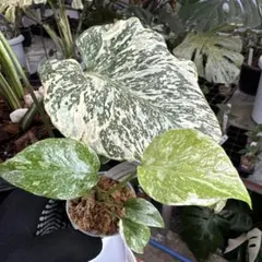 velgo様 リクエスト 2点 まとめ商品