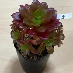 YasuK様 リクエスト 3点 まとめ商品