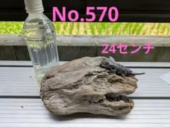 No.570 アク抜き済流木　爬虫類登リ木のサムネイル