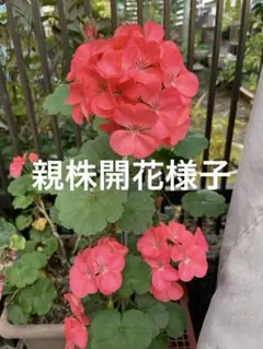 ゼラニウム 濃いピンク八重咲き苗 ☆りゅん様専用 - メルカリ