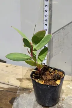 Y's Orchids様 リクエスト 2点 まとめ商品