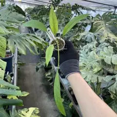 2026年最新】アンスリウム斑入りの人気アイテム - メルカリ