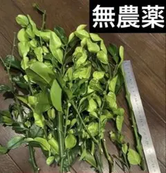 バイマックルー【コブミカン・苗木】苗 ต้นกล้ามะกรูด#1/2 - メルカリ