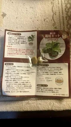 コーヒーの木栽培キット 種のみ