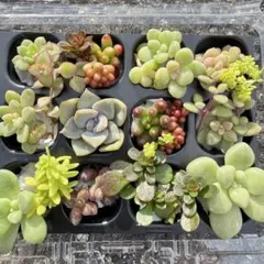 多肉植物 カット苗 セット♡