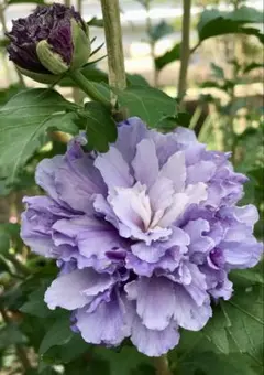 ムクゲ　紫玉　苗のサムネイル