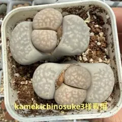 多肉植物 リトープス 白珊瑚玉 鉢のまま - メルカリ