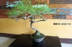 盆栽 『赤松』 インテリア 観葉植物 園芸 ガーデニング 送料無料 b161