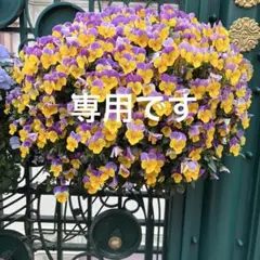 ふるりん様　専用です
