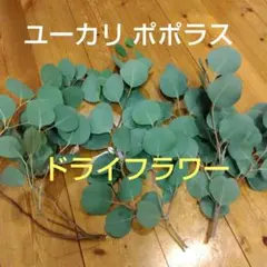 ユーカリ ポポラス ドライフラワー 花材