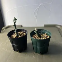 2026年最新】アデニアの人気アイテム - メルカリ