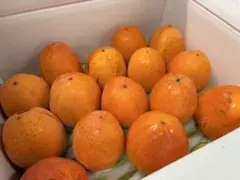 山梨県産 甲州百匁柿 干柿用（渋柿）4.5kg以上 15個 a-5