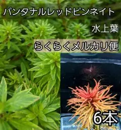 パンタナルレッドピンネイト水中葉2本10cm前後　ネコポス発送 パンタナルレッドピンネイト水中葉2本 10cm前後 ネコポス発送 - メルカリ