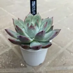 2025年最新】中里リンゼアナの人気アイテム - メルカリ