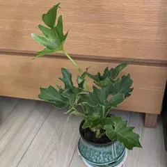 ラスト一品❤️愛の木❤️ 大人気観葉植物　フィロデンドロン　セローム　ポットで発送‼️のサムネイル