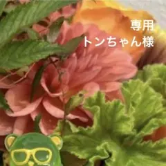 専用ページ トンちゃん様
