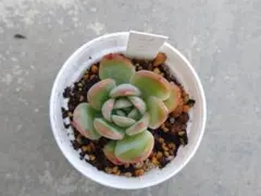 ルナ様 リクエスト 2点 まとめ商品