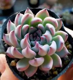 ゴ*～様 紫紺の矢　ミックスベリア　おらいさん　土付き発送　多肉