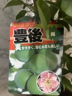 つばき 花芙蓉はなふよう 接木苗木5年生 6号 宅急便より鉢植えのまま