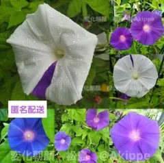 【匿名配送 】 松島 １０粒　変化朝顔　花の種　朝顔種松島　2025年採取のサムネイル