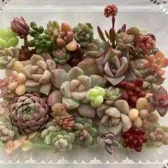 あみ山様 リクエスト 2点 まとめ商品