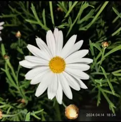 花苗・珍しい初夏咲き・大輪・マーガレット・宿根草 - メルカリ