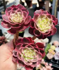 特価　多肉植物　アエオニウム　法師錦 夜宴　木立 長足3本セット大苗
