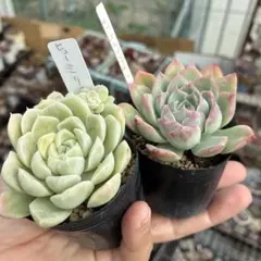 親子セット 交配実生苗とヒューミリス