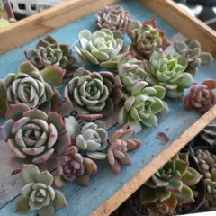 寄せ植え用のカット苗