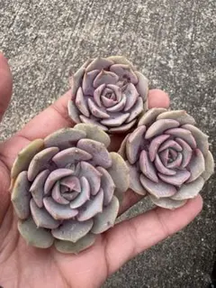 多肉植物　エケベリア　ピンクバタフライ　美苗　3苗