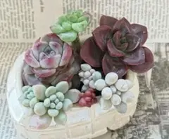 多肉植物★ エケベリア　ロココ入り 寄せ植えセット ❷★土付きプラグ苗