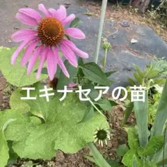 ◎ 2年苗 ⑦ エキナセア ブラバド 宿根 echinacea ポット苗 - メルカリ