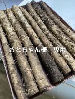 さとちゃん様　専用