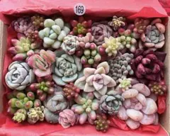 【169】多肉植物 カット苗詰め合わせ 寄せ植えセット■感謝SALE■