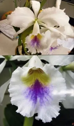 洋蘭 原種 カトレア C. gaskelliana mosca semialba - メルカリ