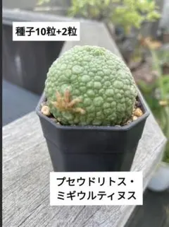 【激レア/超大株】プセウドリトス・クビフォルメ鉢植え 園芸ネット本店｜プセウドリトス：クビフォルミス 2.5号鉢植え の通販