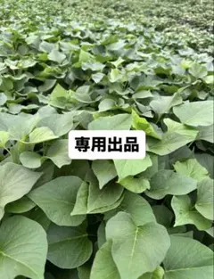 HANAHANA様専用安納芋苗600本7月4日発送 - メルカリ